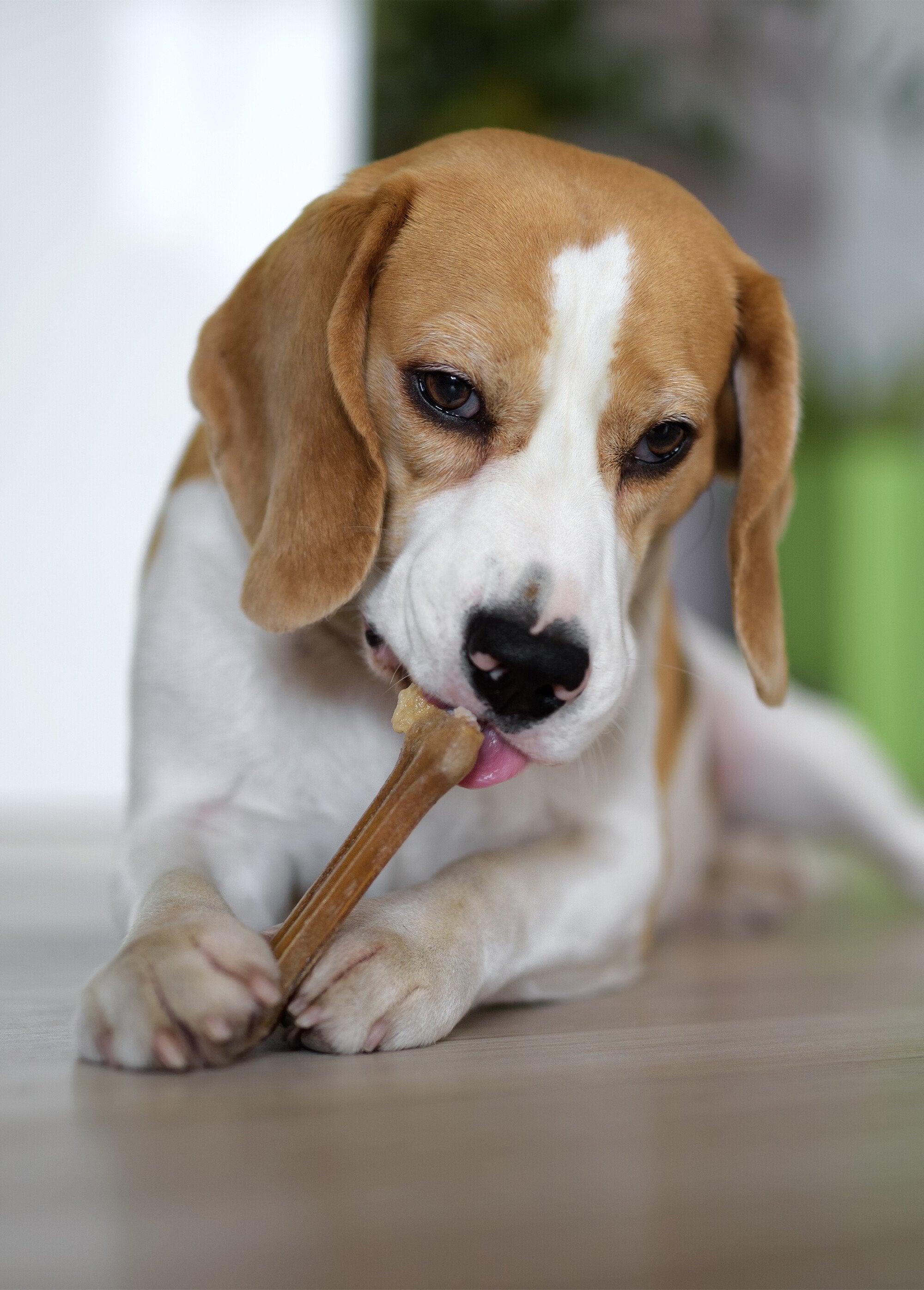 Set_di_2_ossi_da_masticare_in_pelle_da_12,5_cm_Beige_DE1_slim