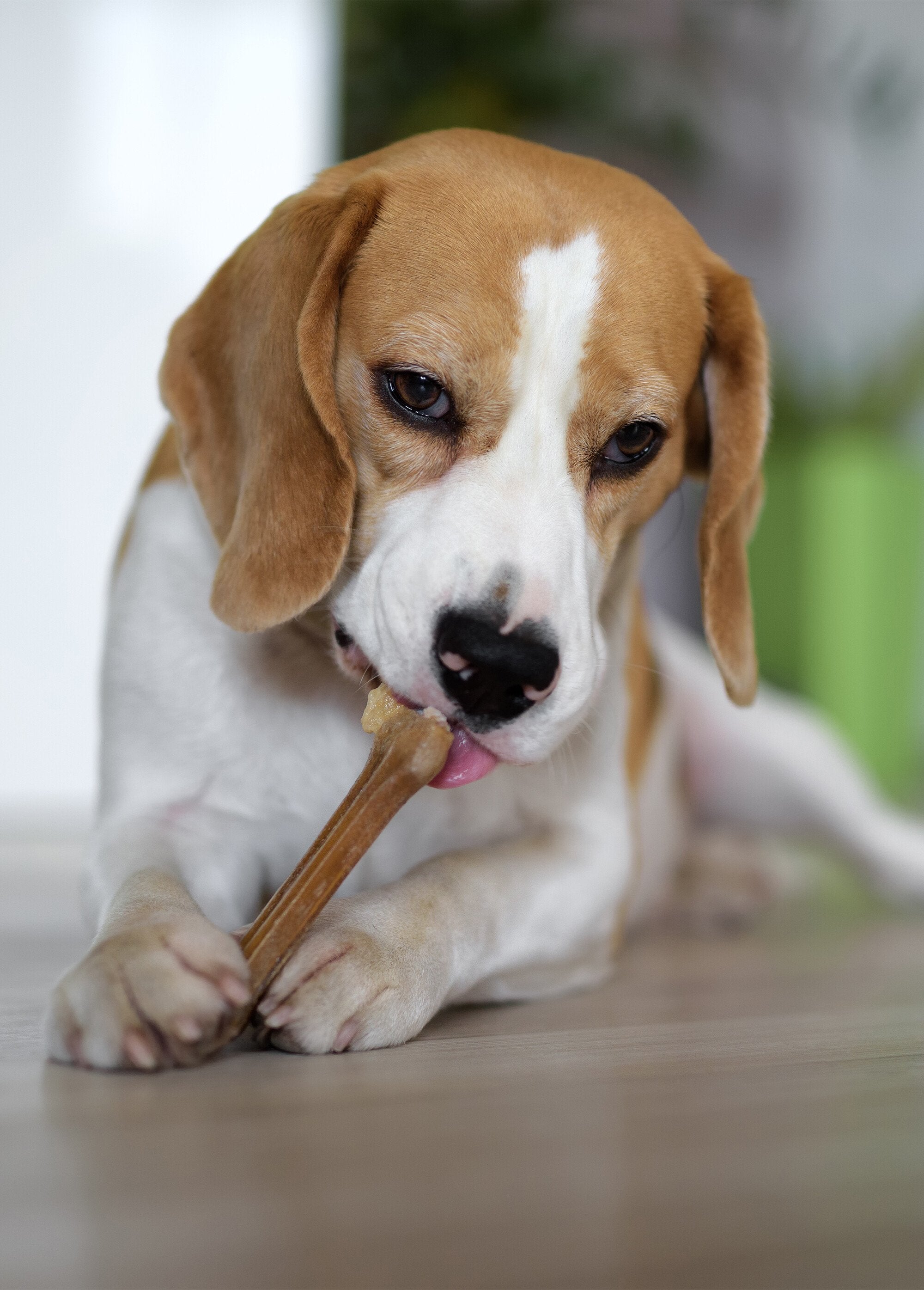 Osso_da_masticare_pressato_di_15_cm_in_pelle_Beige_DE1_slim