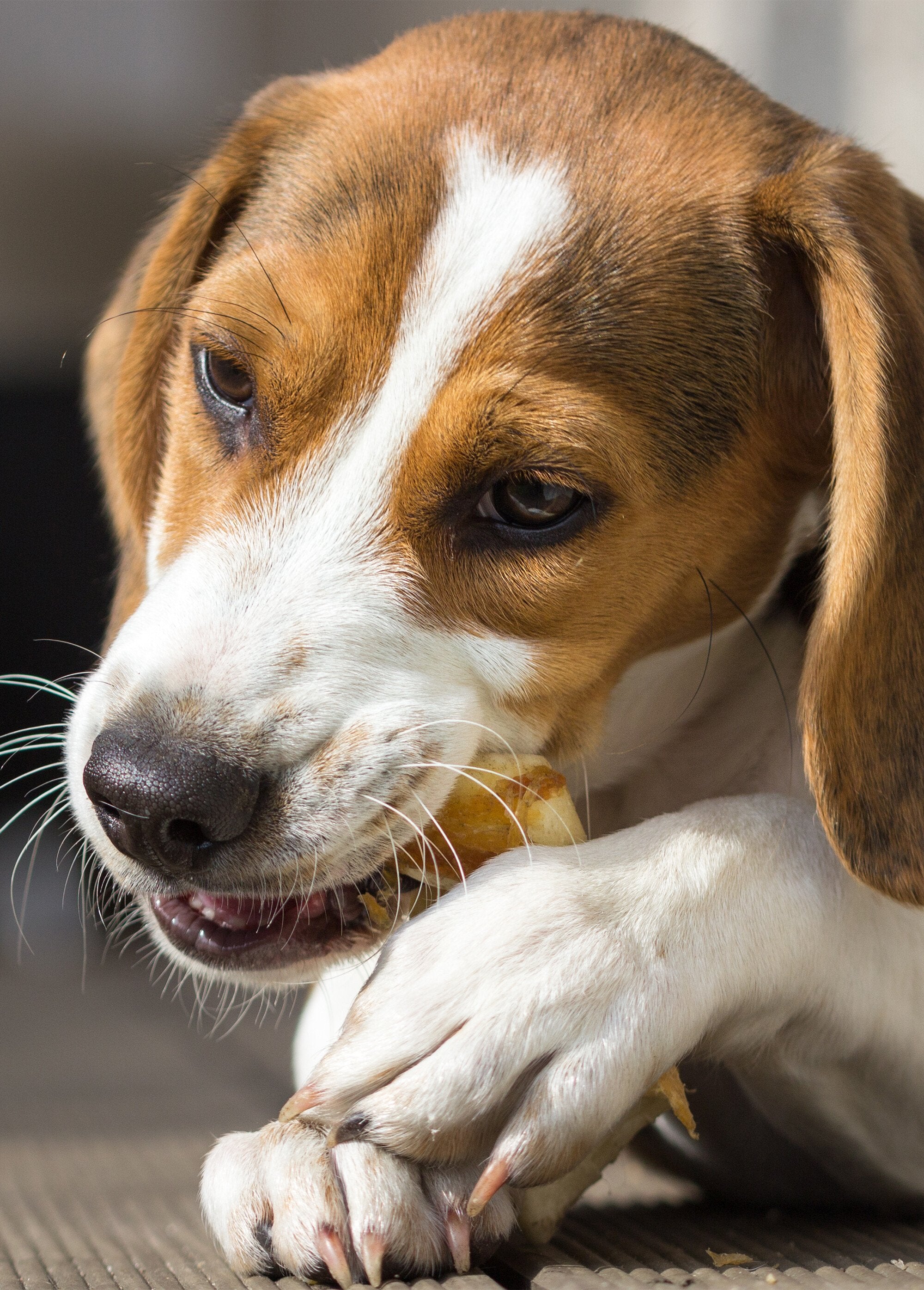 Set_di_2_ossa_da_masticare_annodate_da_10_cm_di_pollo_Beige_DE1_slim