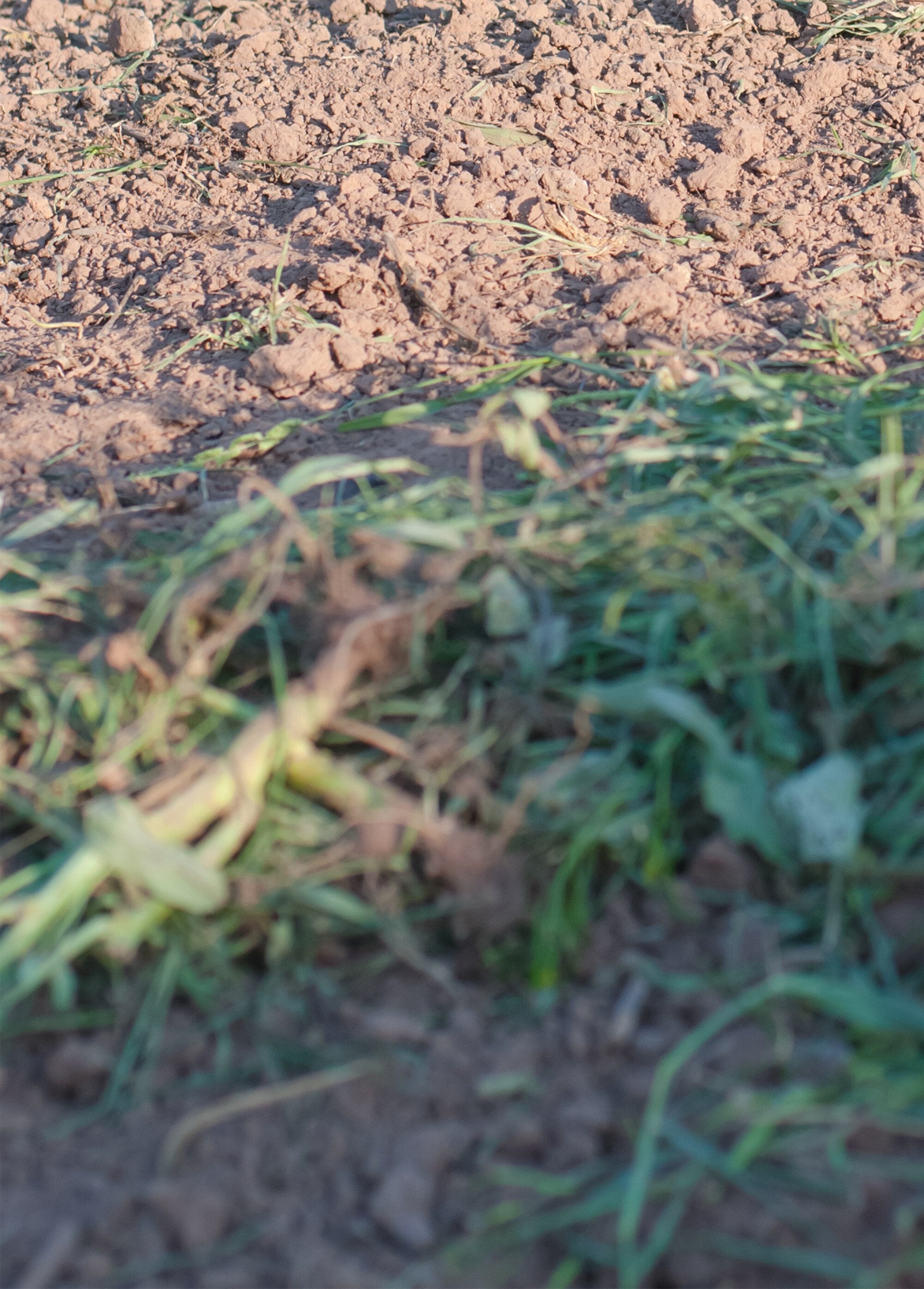 Artiglio_da_giardino_in_acciaio_inox_con_impugnatura_ergonomica_Gris_et_jaune_DE1_slim