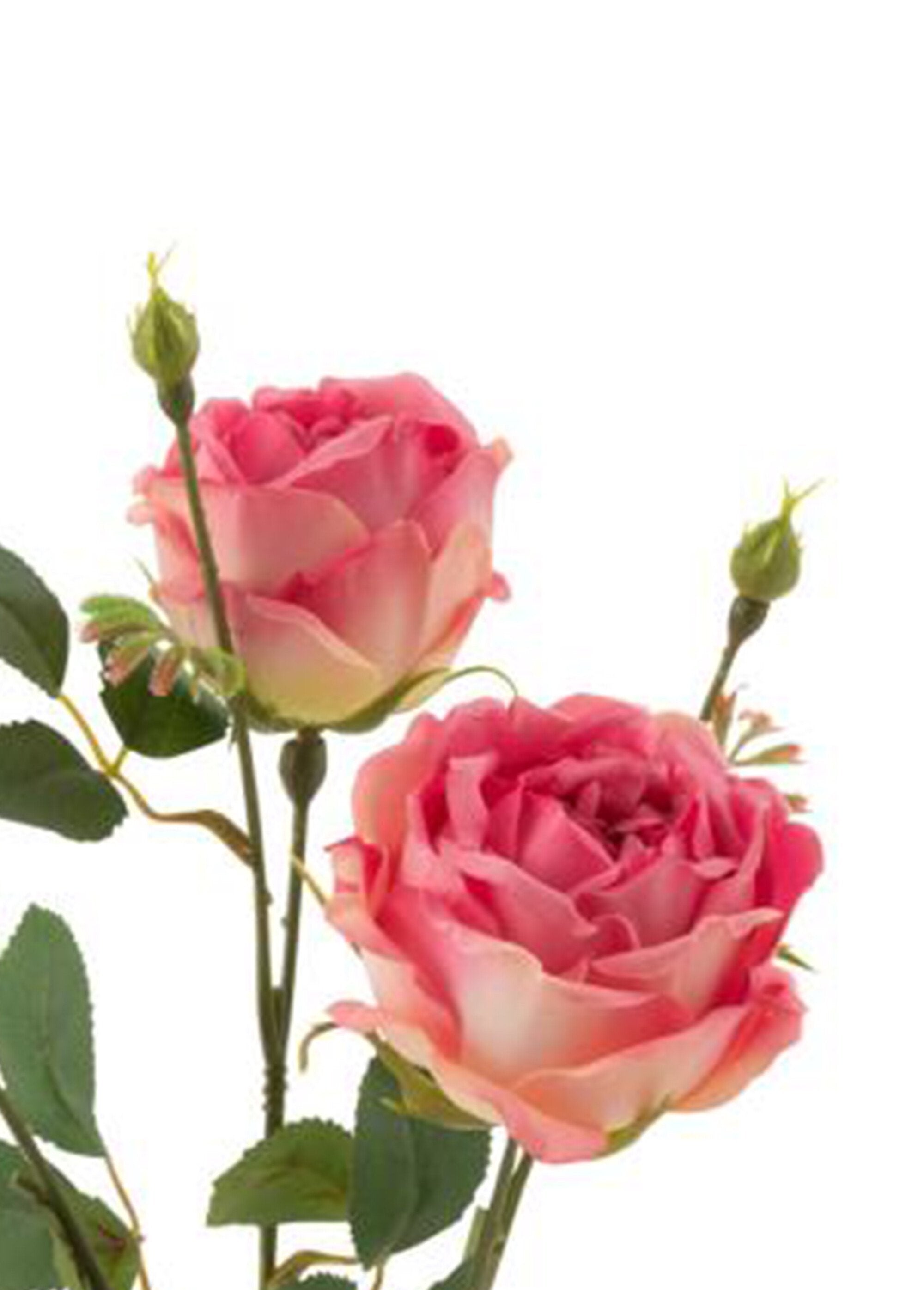 Rose_in_tessuto_con_gambo_e_foglie_Rose_DE1_slim