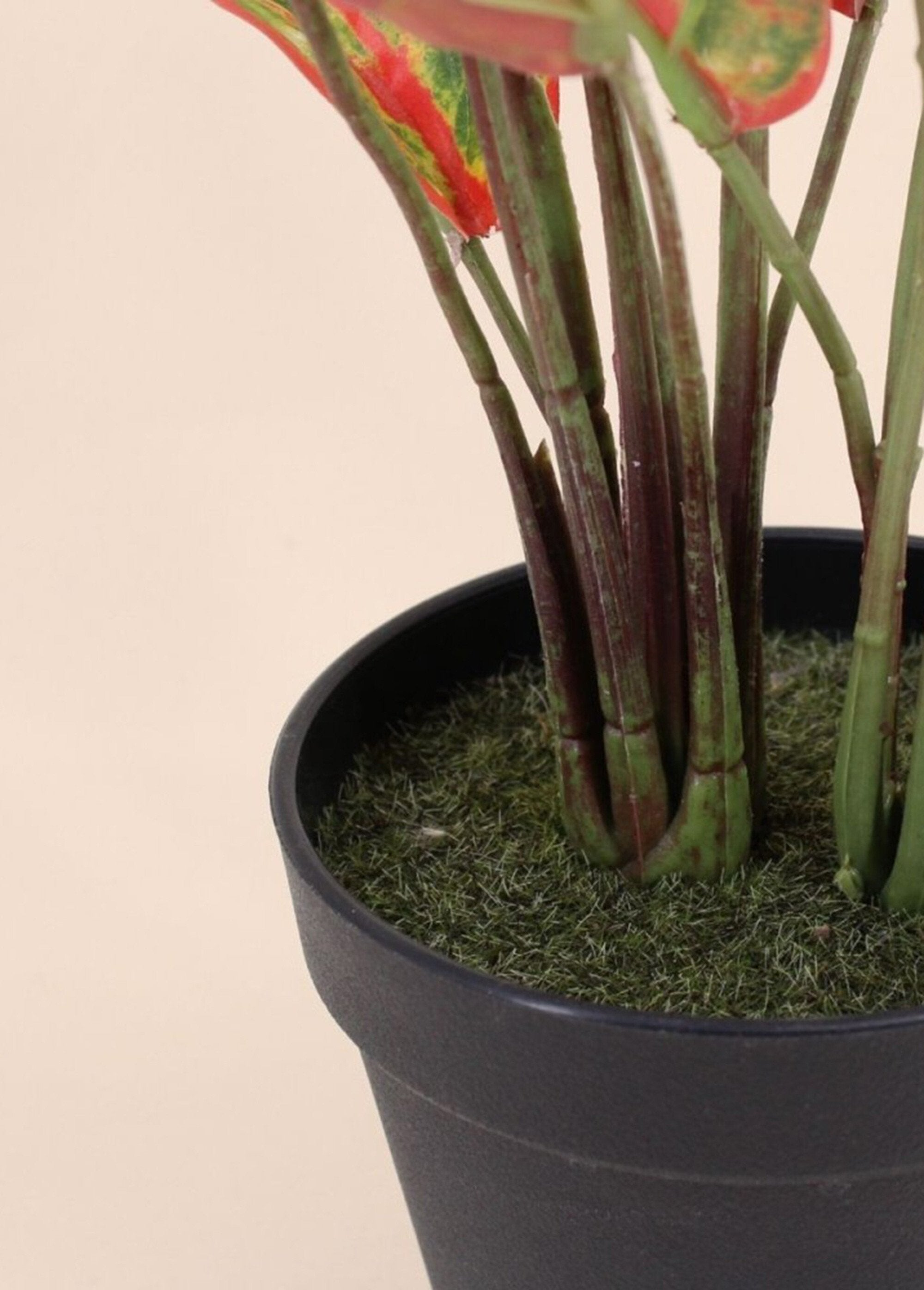 Pianta_artificiale_Aglaoneme_+_vaso_Noir_DE2_slim